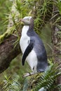 Geeloogpinguin, Yellow-eyed Penguin, Megadyptes antipodes
