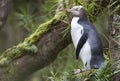 Geeloogpinguin, Yellow-eyed Penguin, Megadyptes antipodes Royalty Free Stock Photo