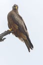 Geelsnavelwouw, Yellow-billed Kite, Milvus aegyptius