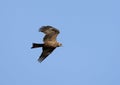 Geelsnavelwouw, Yellow-billed Kite, Milvus aegyptius