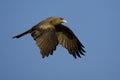 Geelsnavelwouw, Yellow-billed Kite, Milvus aegyptius