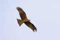 Geelsnavelwouw, Yellow-billed Kite, Milvus aegyptius parasitus