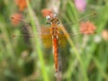 Geelvlekheidelibel, Yellow-winged Darter, Sympetrum flaveolum Royalty Free Stock Photo