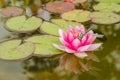 Geen dragonfly sitting on a pink lotus flower/green dragonfly sitting on a pink water lily lotus flower Royalty Free Stock Photo