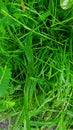 Geen grass top down stock photo