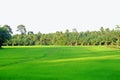 Geen paddy field in the countryside with sun light and tropical forest