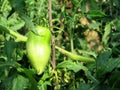 Geen tomato closeup Royalty Free Stock Photo