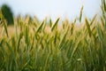 Geen wheat among the sky in summer day