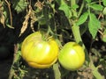 Geen yellow tomato closeup Royalty Free Stock Photo