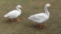 Gees and ducks walking on the floor Royalty Free Stock Photo