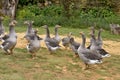 Geese Royalty Free Stock Photo
