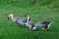 Geese