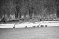 Fox River, Silver Lake, Wisconsin, Winter, Geese