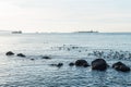 Geese along Vancouver shore