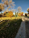 Geese on an Autumn day at Lions park, Cheyenne, Wyoming