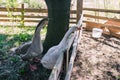 Geese in the aviary. Waterfowl duck family. White and gray goose. Poultry on the street. Farm for raising animals Royalty Free Stock Photo