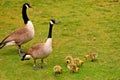 Geese and babies Royalty Free Stock Photo
