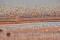 Geese and Bald Eagles in National Wildlife Refuge Royalty Free Stock Photo