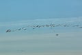 Geese and Bald Eagles in National Wildlife Refuge Royalty Free Stock Photo