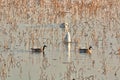 Geese and Bald Eagles in National Wildlife Refuge Royalty Free Stock Photo