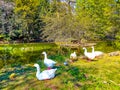 The geese on the bank of Monza Royal Gardens pond, Italy