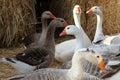 Geese in a Barnyard Royalty Free Stock Photo