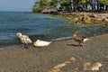 Geese on the beach