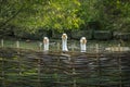 Geese behind wattled fence Royalty Free Stock Photo