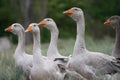 Geese brood Royalty Free Stock Photo