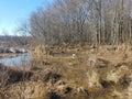 geese and brown grasses and trees in swamp area Royalty Free Stock Photo