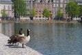 Geese and buildings Royalty Free Stock Photo