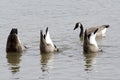 Geese Royalty Free Stock Photo