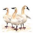 Geese in cartoon style. Cute Little Cartoon Geese isolated on white background. Watercolor drawing, hand-drawn Geeseo in Royalty Free Stock Photo