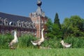 Geese in castle park Royalty Free Stock Photo