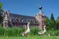 Geese in castle park Royalty Free Stock Photo