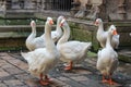 Geese in the Cathedral Royalty Free Stock Photo