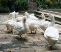 Geese in Cathedral of Saint Eulalia Royalty Free Stock Photo