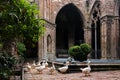 Barselona, Geese in the Cathedral Royalty Free Stock Photo