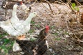 Geese, chicken and ducks in the bird`s yard. Royalty Free Stock Photo