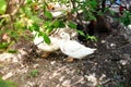 Geese, chicken and ducks in the bird`s yard. Royalty Free Stock Photo