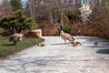 Geese chicks crossing a path in the japanese garden at the Frederik Meijer Gardens