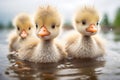 geese chicks in fluffy plumage paddling after parents Royalty Free Stock Photo