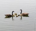 Geese and chicks