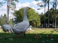 Geese chicks spring fowl farm family pasture free range Royalty Free Stock Photo