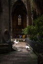 Geese in cloister of Cathedral in Barcelona Royalty Free Stock Photo