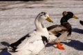 Geese on a country road in winter snow