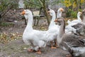 Geese in a country yard. Concept of raising healthy geese for the backyard farm. Small local business