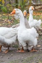 Geese in a country yard. Concept of raising healthy geese for the backyard farm. Small local business