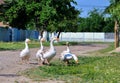 Geese in the countryside Romania Royalty Free Stock Photo