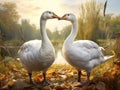 A geese couple Royalty Free Stock Photo